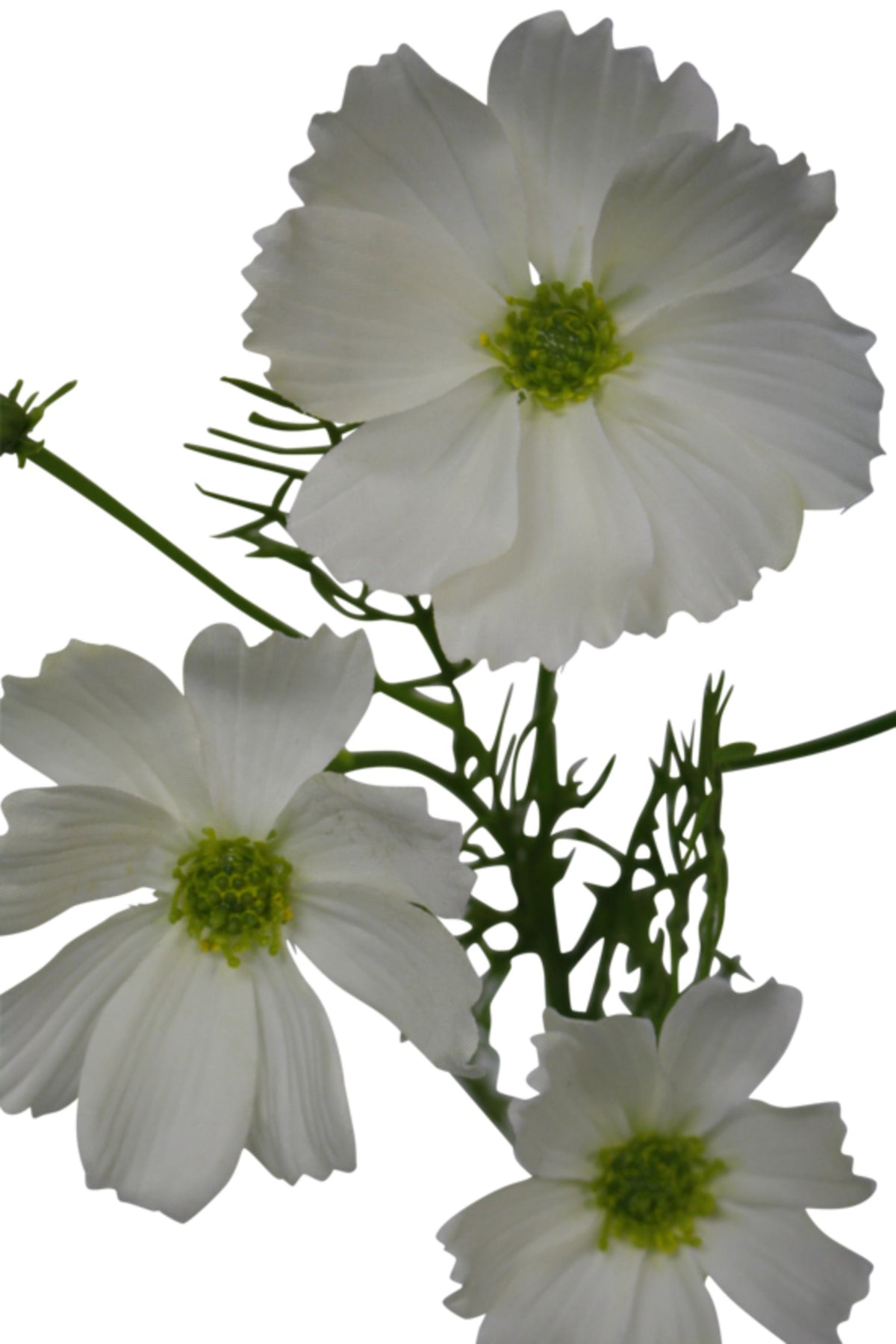 Three white cosmos flower heads with yellow centres, on white