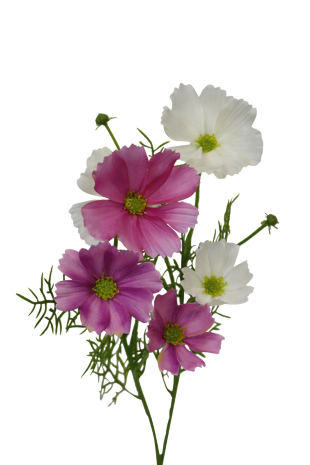 White Cosmos Spray shown with a pink cosmos stem, on white