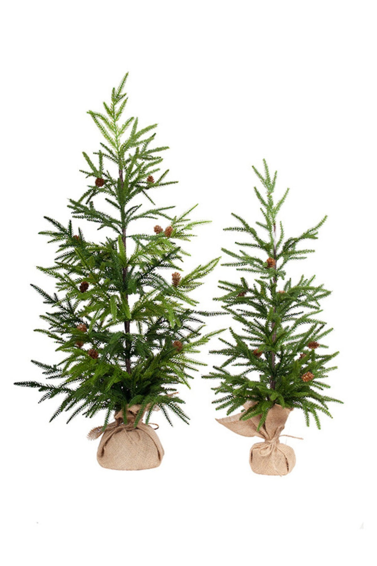 Fir potted Christmas trees in burlap, 60cm and 85cm shown together