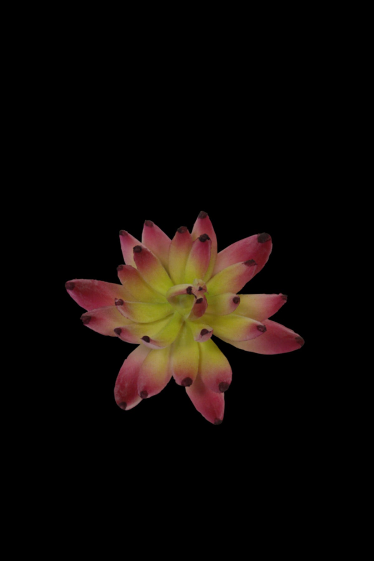 Close view of the cerise and green sedum rosette on black