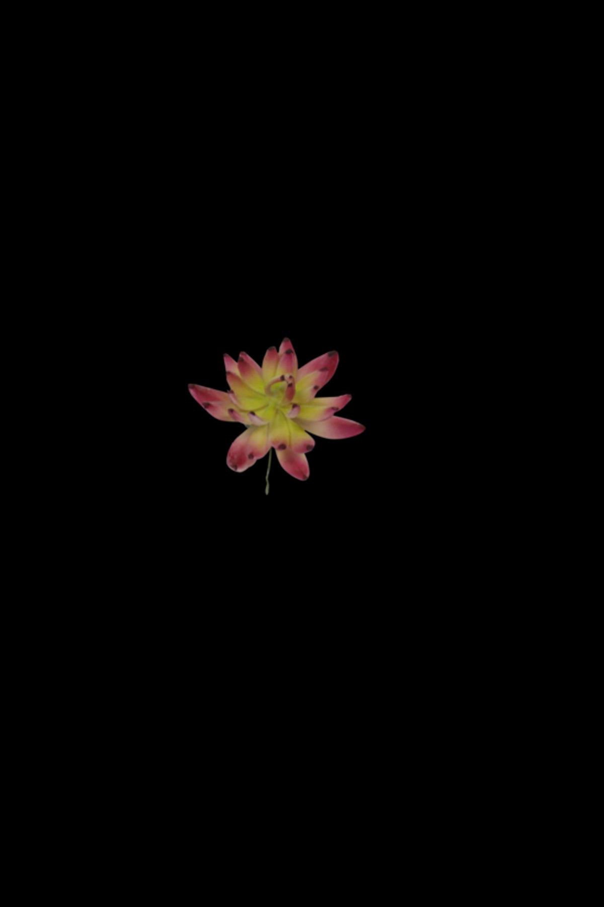 Albiflora Sedum Pick, small cerise-tipped green succulent rosette on black