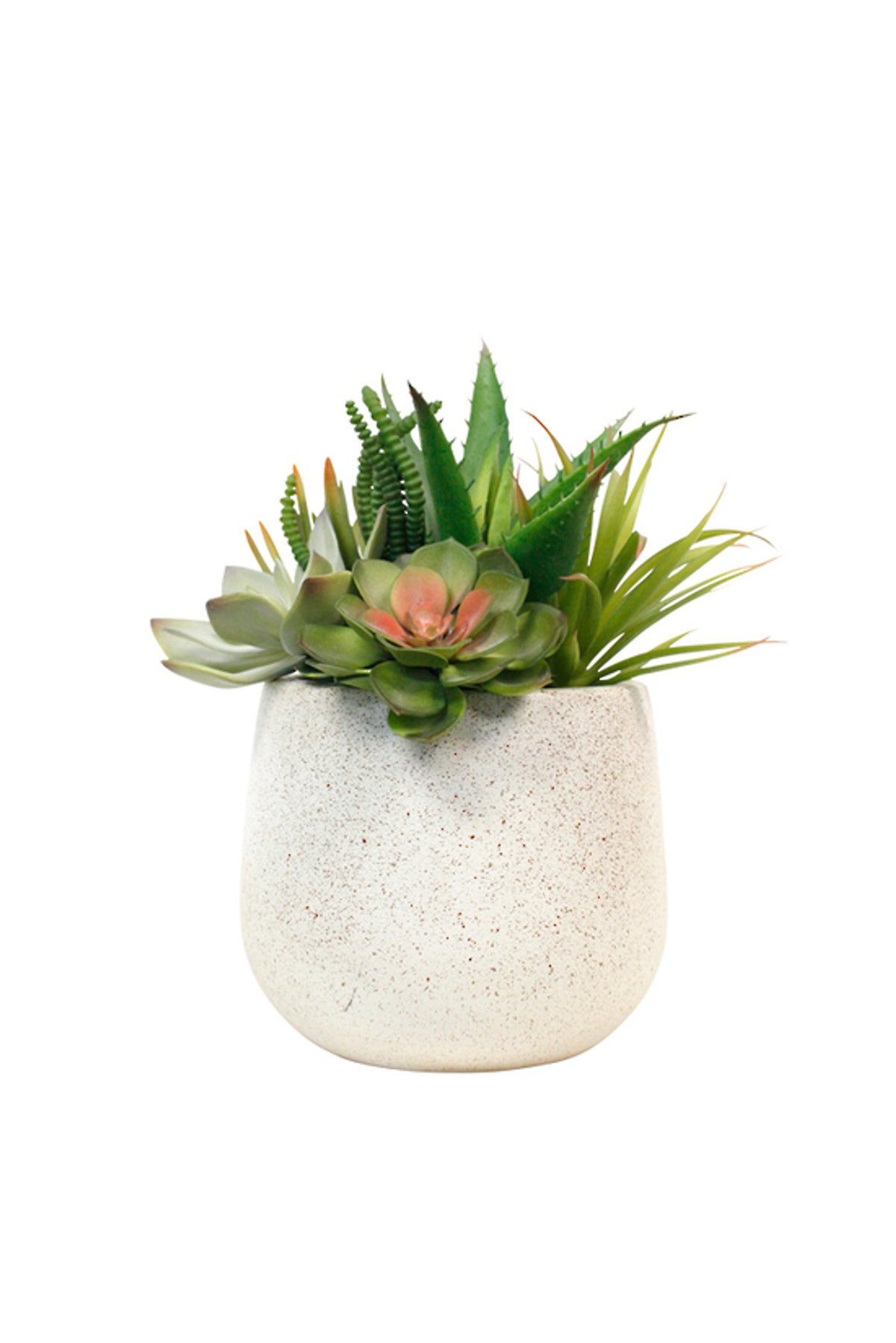 Aloe and Succulent Arrangement, aloe spikes and rosette succulents in a white speckled pot