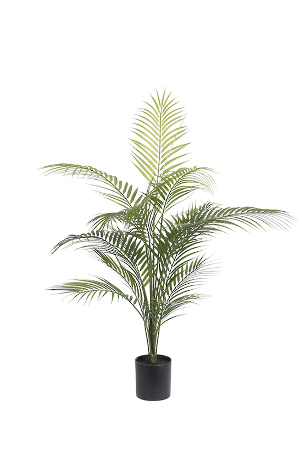Areca Palm 91cm, arching feathery fronds in a black nursery pot, on white