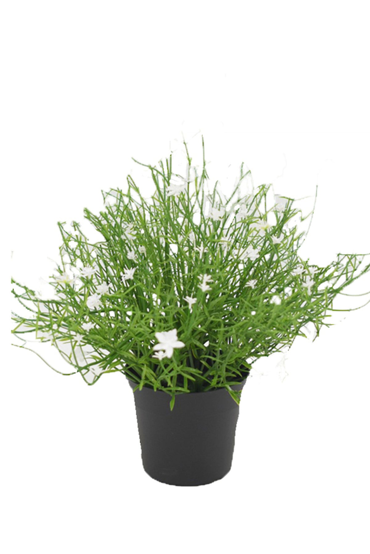 Babies Breath Potted Bush, wispy fine green stems with tiny white flowers in a black pot