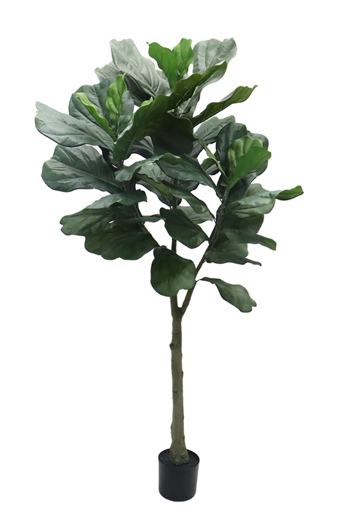 Big Leaf Fiddle Leaf Fig 1.8m, large violin-shaped leaves on a single trunk in a black nursery pot