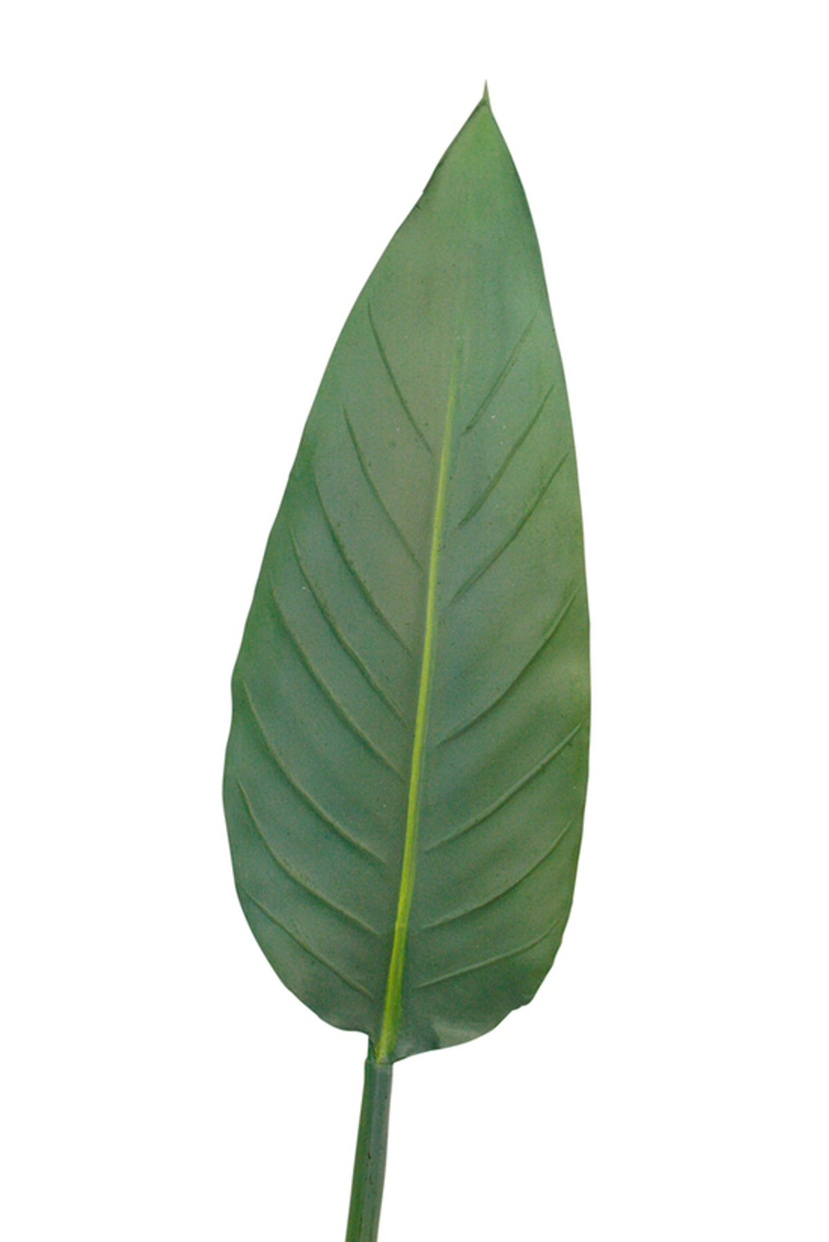 Close view of the bird of paradise leaf showing its central rib