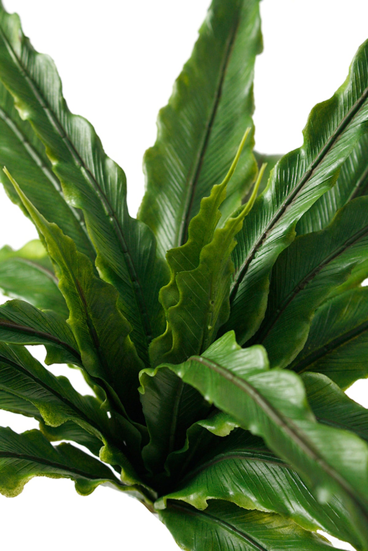 Close view of bird's nest fern fronds