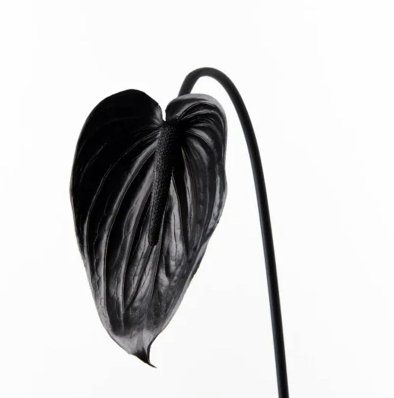 Single black anthurium stem, side view on white