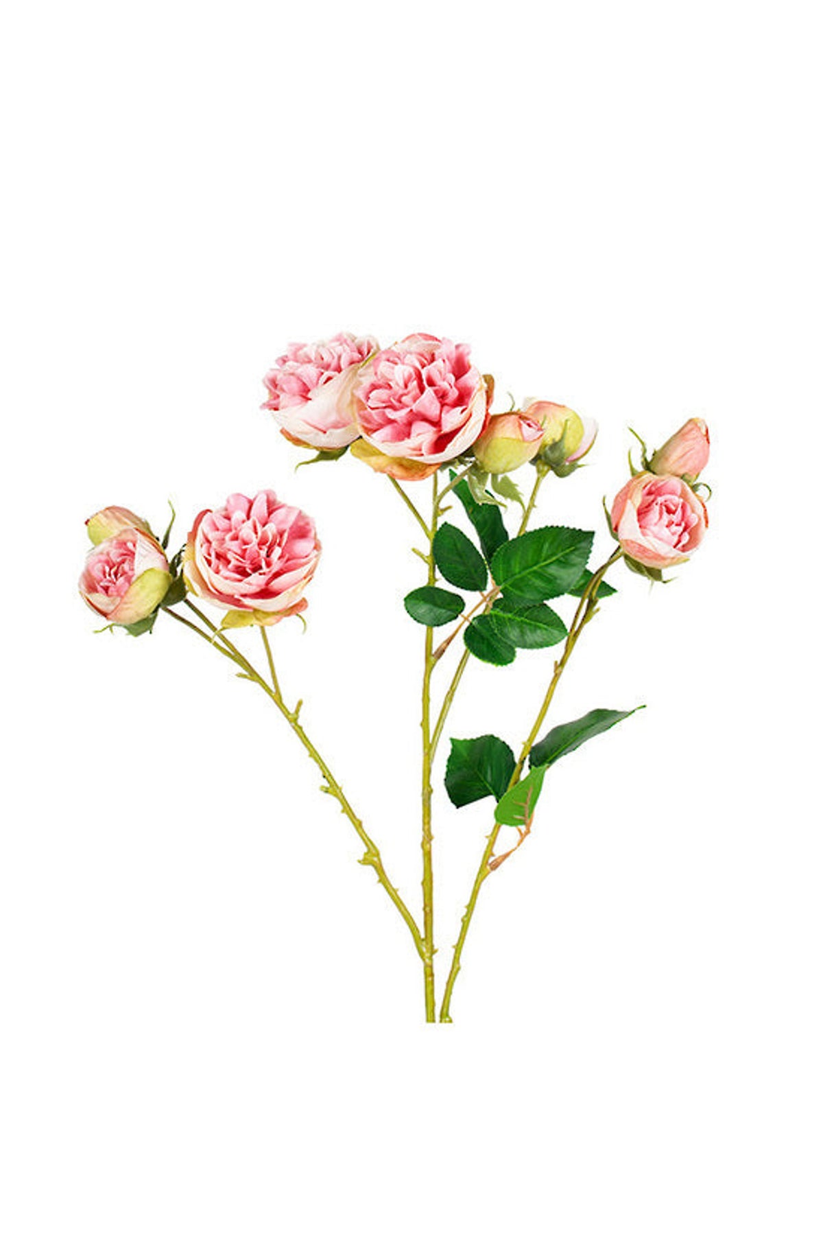 Bourbon Rose Spray in soft pink, ruffled pink blooms and buds on a single stem