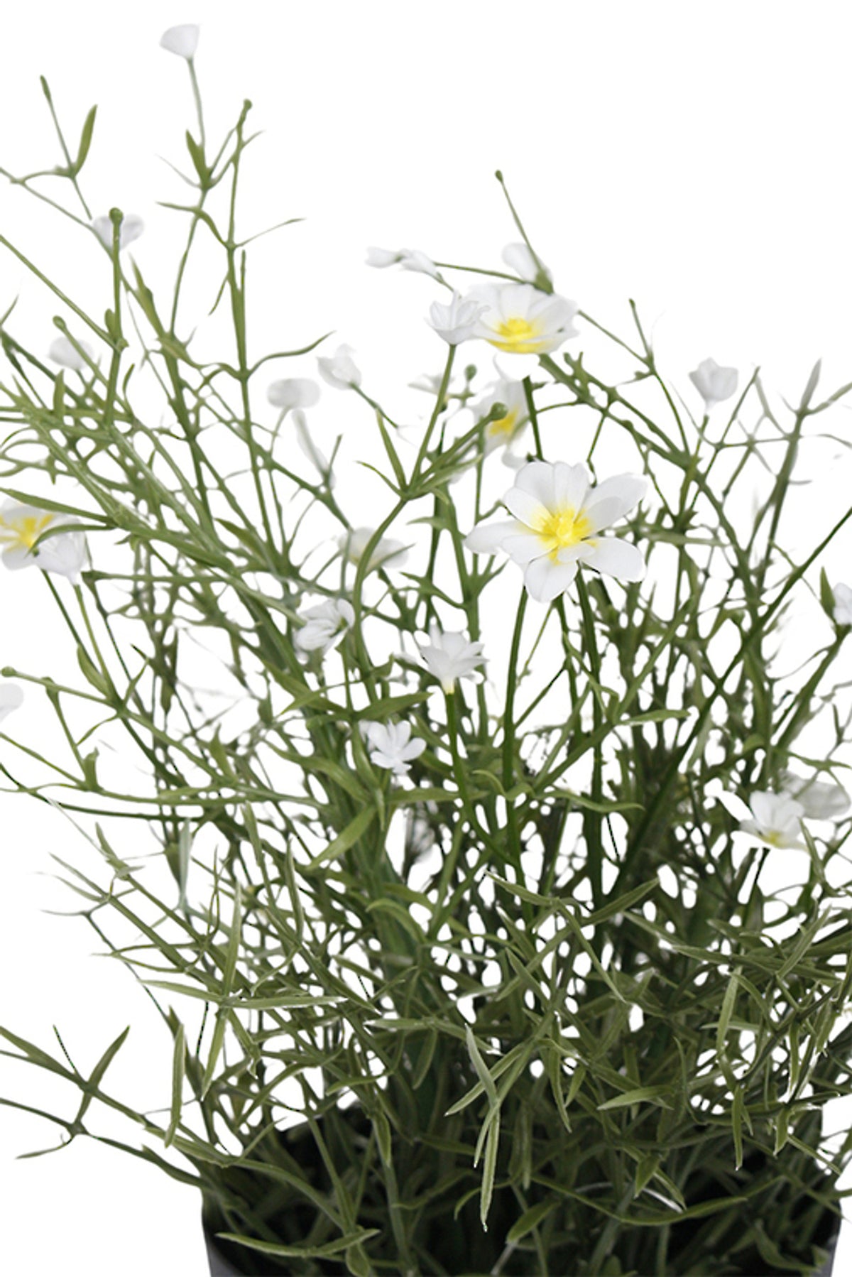 Close view of small white daisies on fine stems above a black pot