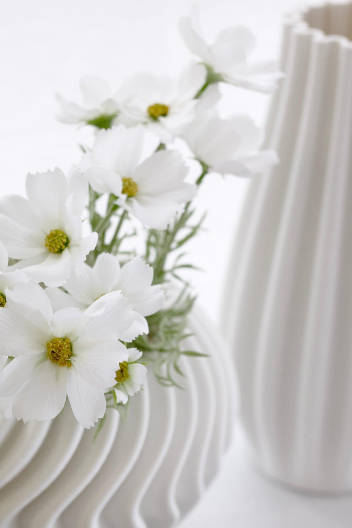 Close view of white cosmos beside a white ripple vase and a tall ribbed vase