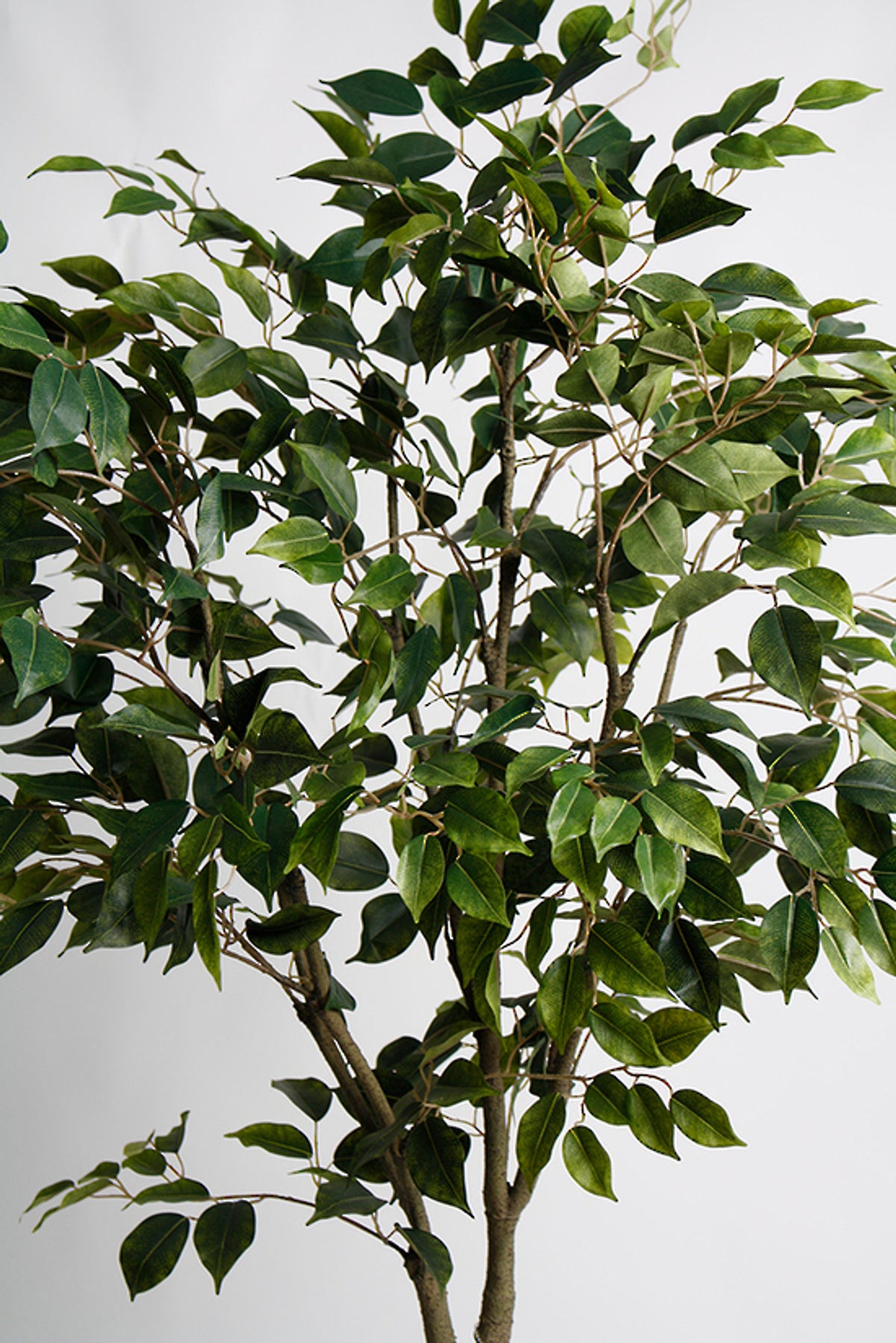 Close view of the dense ficus canopy and slender trunk against grey