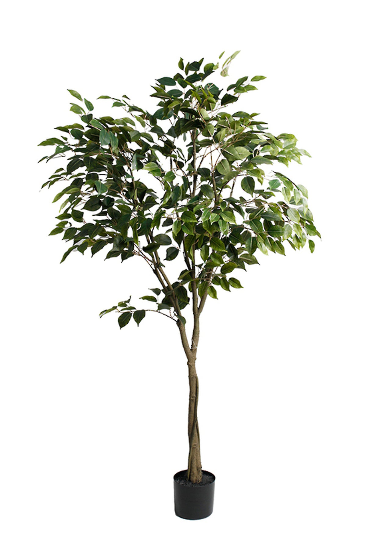 Ficus Benjamina Tree 1.5m, small glossy leaves on a slim trunk in a black nursery pot