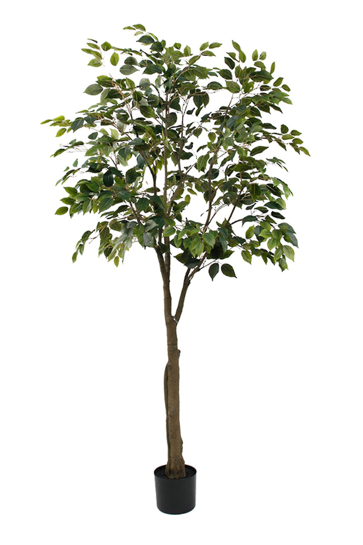 Ficus Benjamina Tree 1.8m, full tree in a black nursery pot, on white