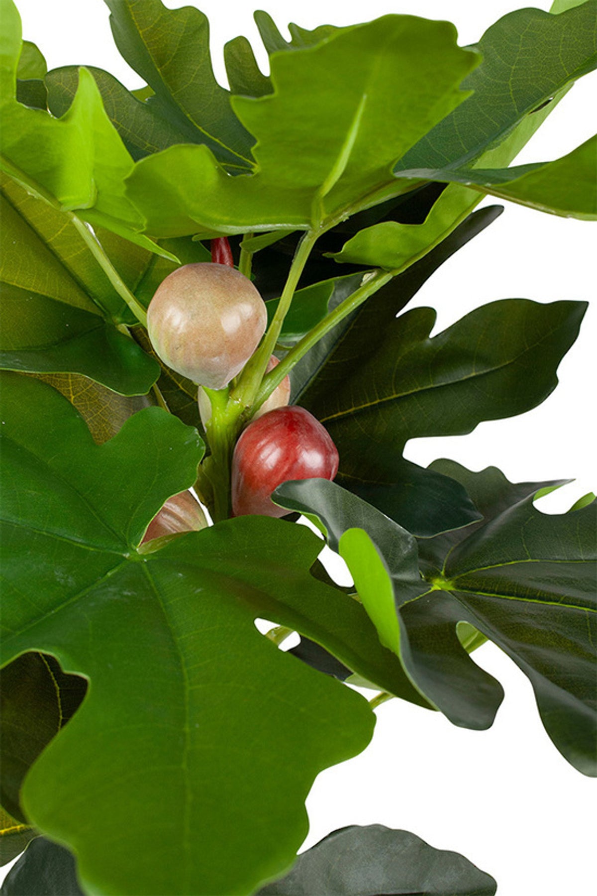 Close view of fig leaves and small red-blush figs