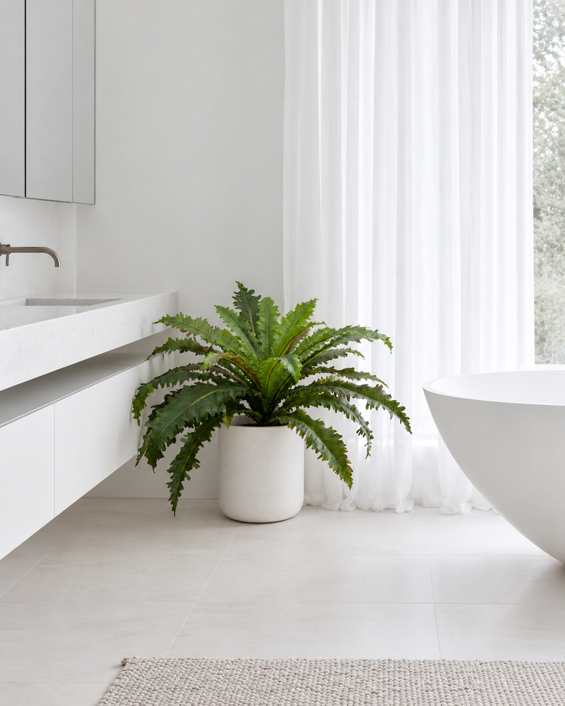 Margarintum fern bush in a white planter on the floor in a bathroom corner