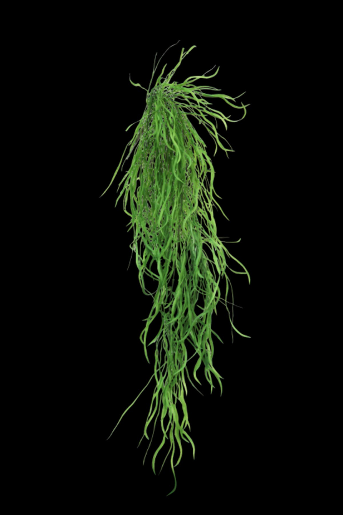 Hanging Grass Vine, long trailing fine green grass strands against black
