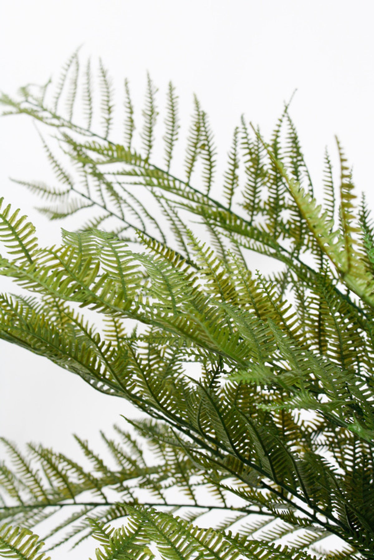 Close view of finely divided feathery fern fronds, on white