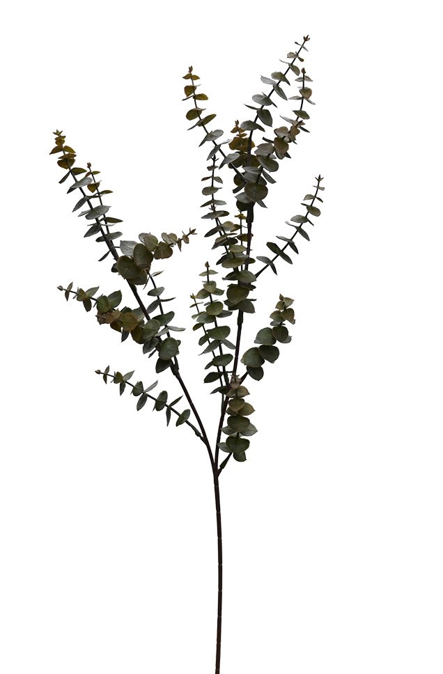 Moss green faux Hinterland Gum eucalyptus stem, 73cm of small rounded leaves on a slender branch.