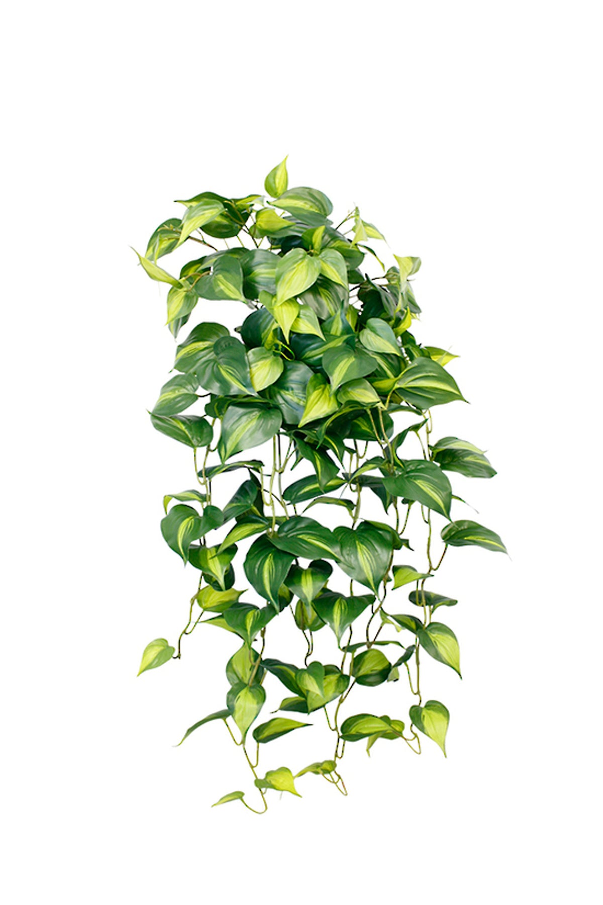 Holland Philodendron Bush, trailing bush of heart-shaped lime and green variegated leaves, on white