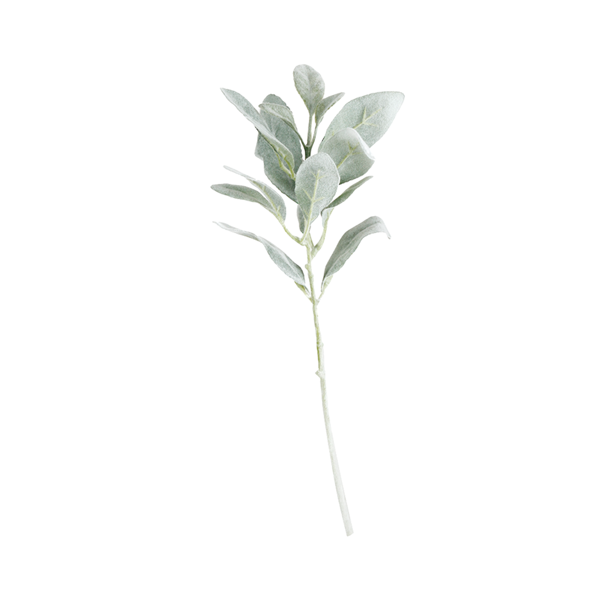 Short lamb's ear stem with soft grey-green leaves, on white