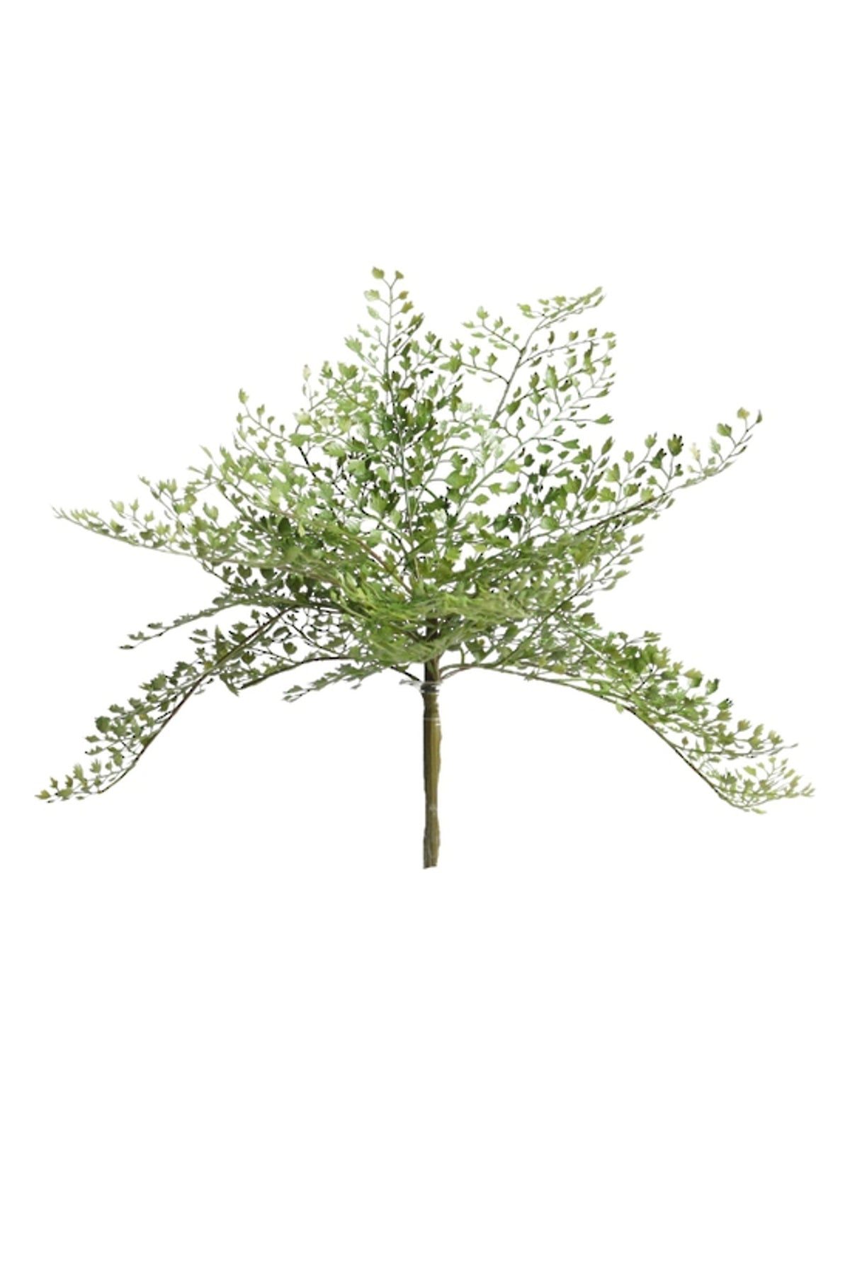 Maidenhair Fern Bush, airy fronds of tiny round leaflets, on white