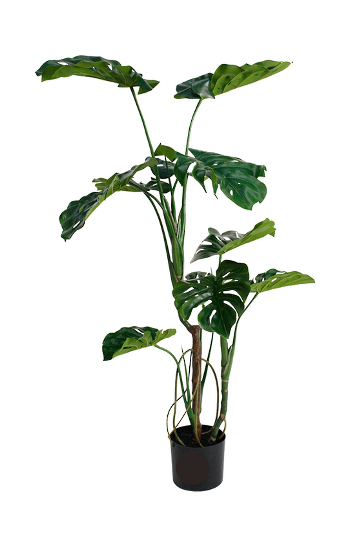 Monstera Plant 1.2m, split-leaf monstera on a moss pole in a black nursery pot, on white