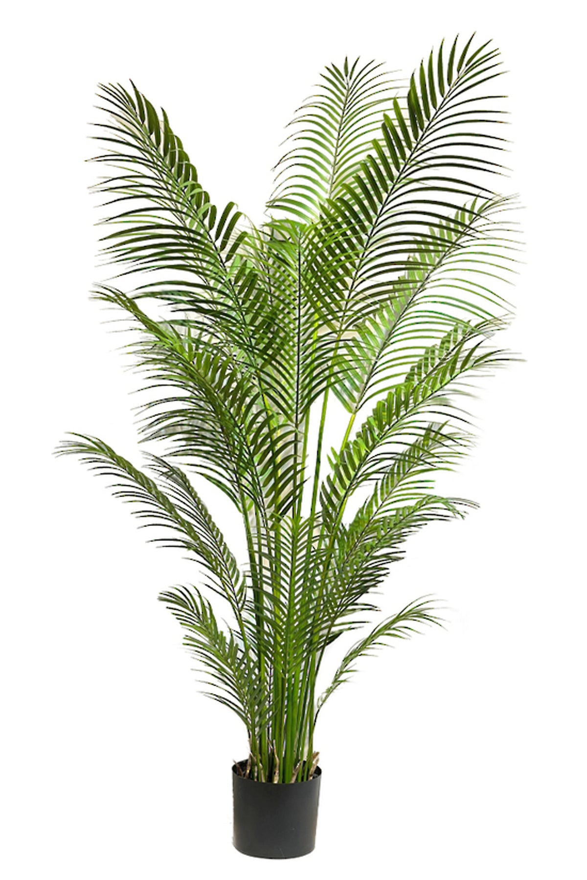 Parlour Palm 1.8m, taller dense fronds in a black nursery pot, on white