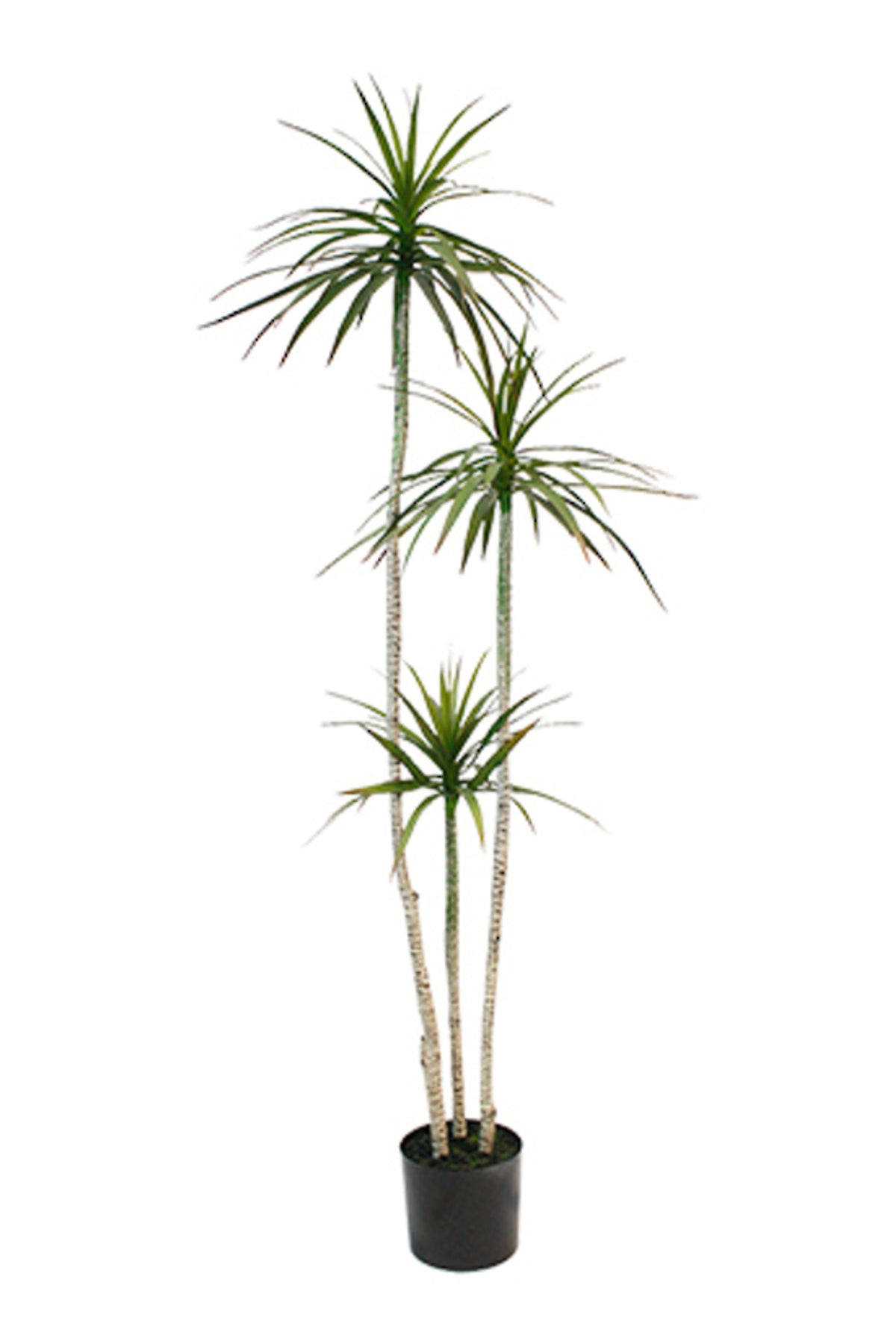 Red-Edged Dracaena 181cm, three slim canes with spiky leaf tufts in a black nursery pot
