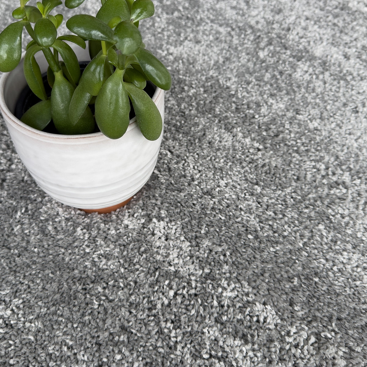 White pot with a leafy green plant sitting on the grey plush rug