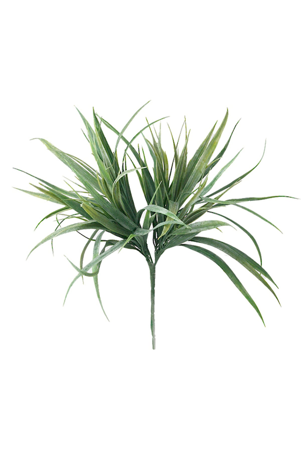 Ryegrass Bush, tuft of long fine grass blades, on white