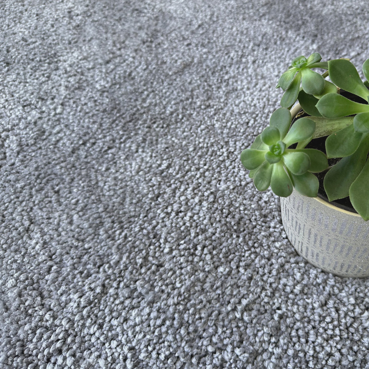 Ash grey shag rug with a succulent in a white pot resting on the pile