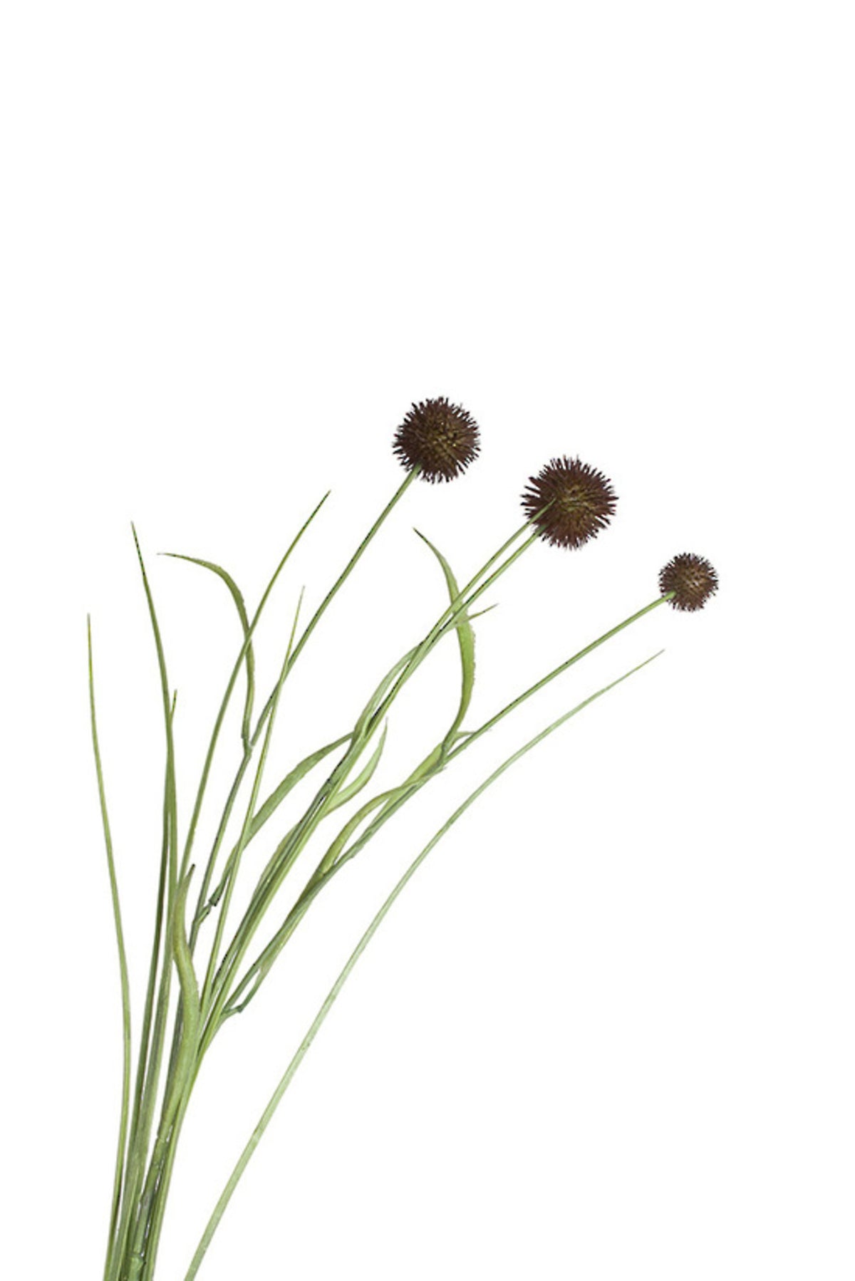 Close up of aubergine faux thistle heads above fine grassy green leaves