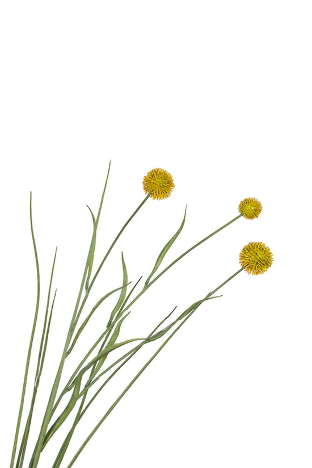 Close up of chartreuse faux thistle heads on wiry stems with grassy foliage