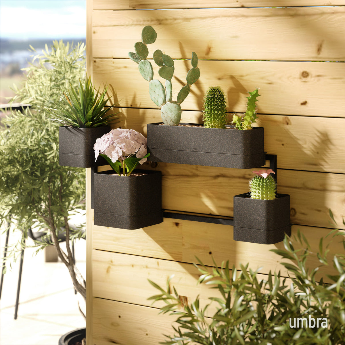 Umbra Cubiko wall planter on a timber fence with cacti and flowering plants