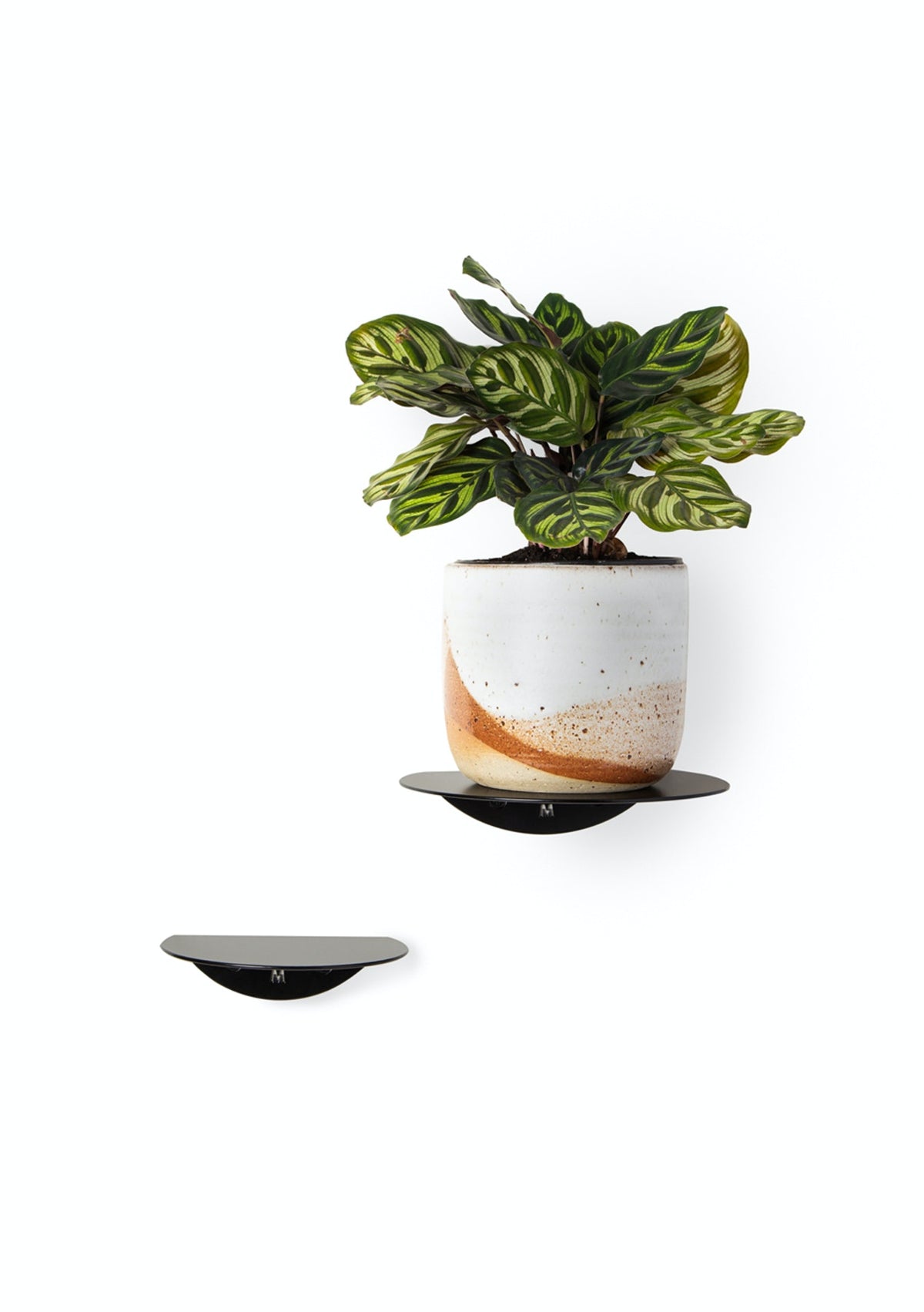 Two black FOLD round shelves on a white wall, one holding a potted calathea