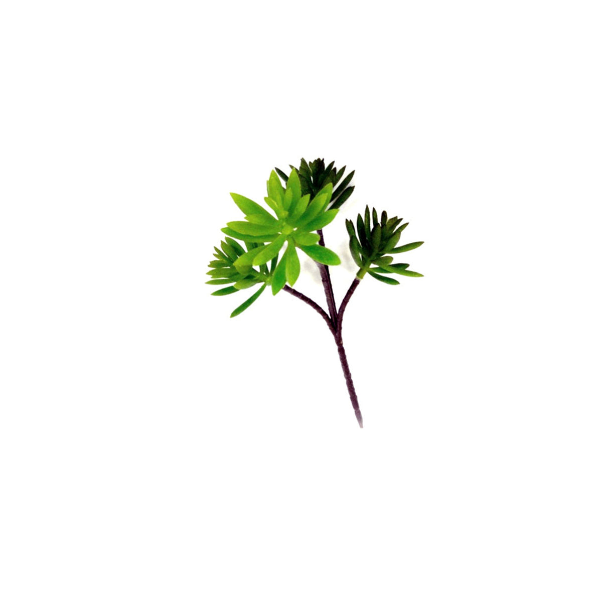 Green echeveria pick with fleshy rosette leaves, on white