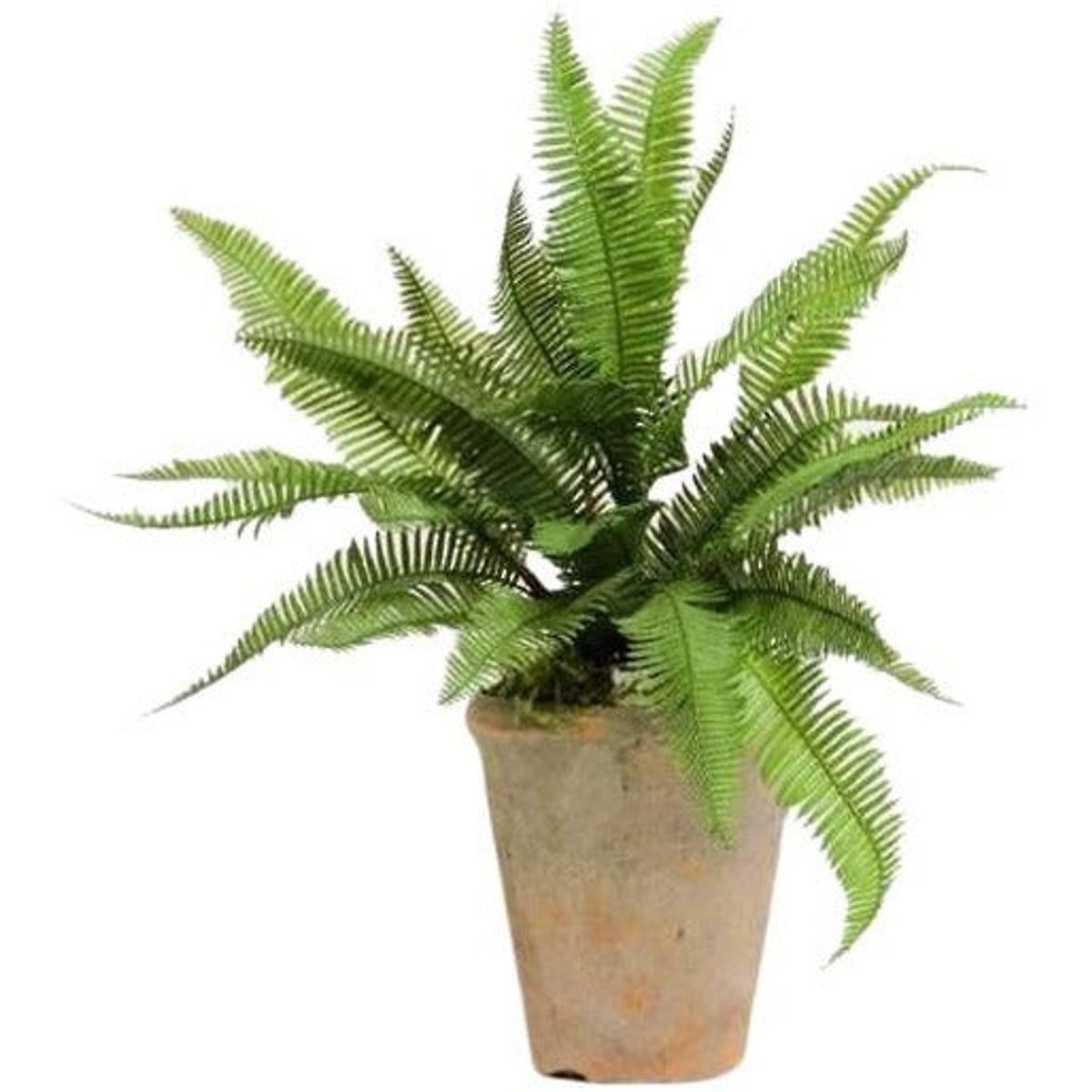 Ladder fern bush in a terracotta pot, on white