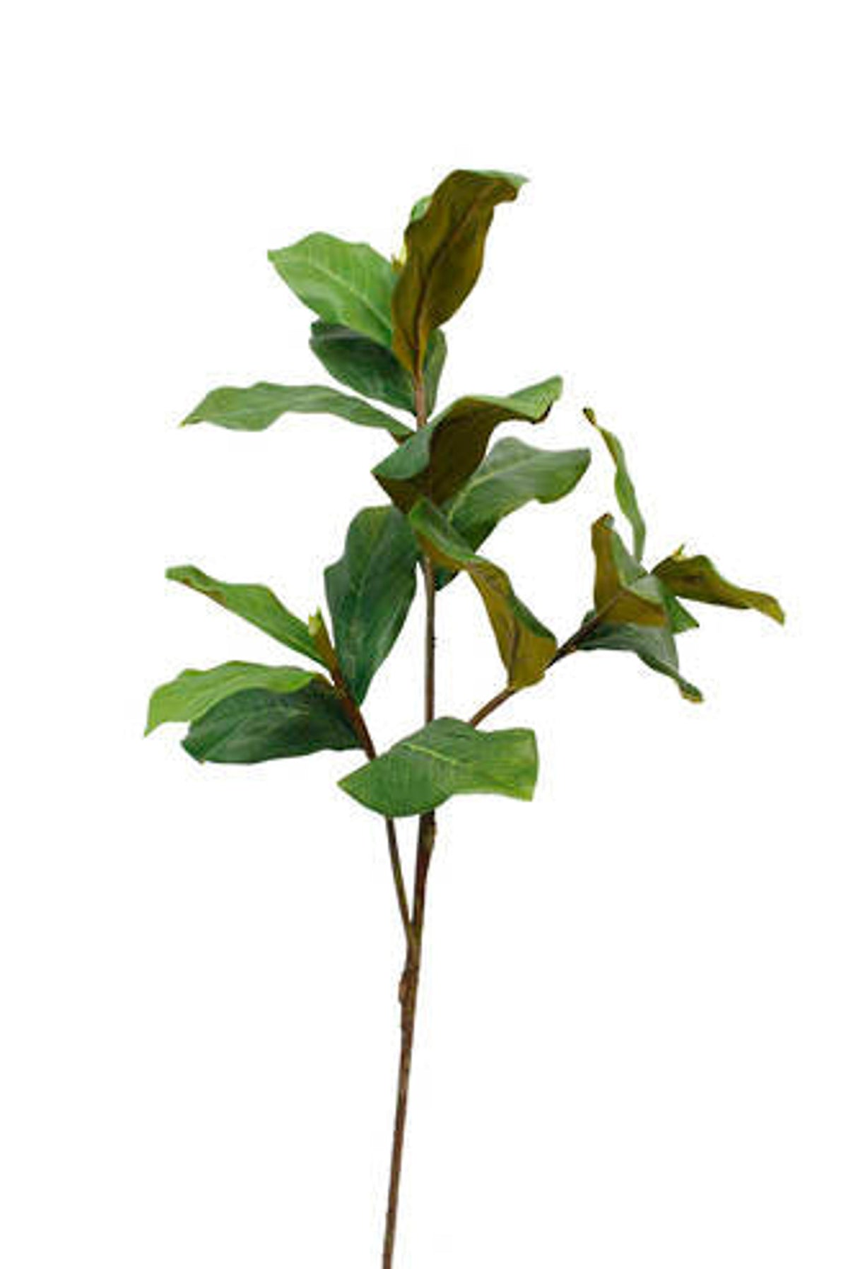 Faux magnolia leaf branch with glossy green leaves and brown undersides, on white