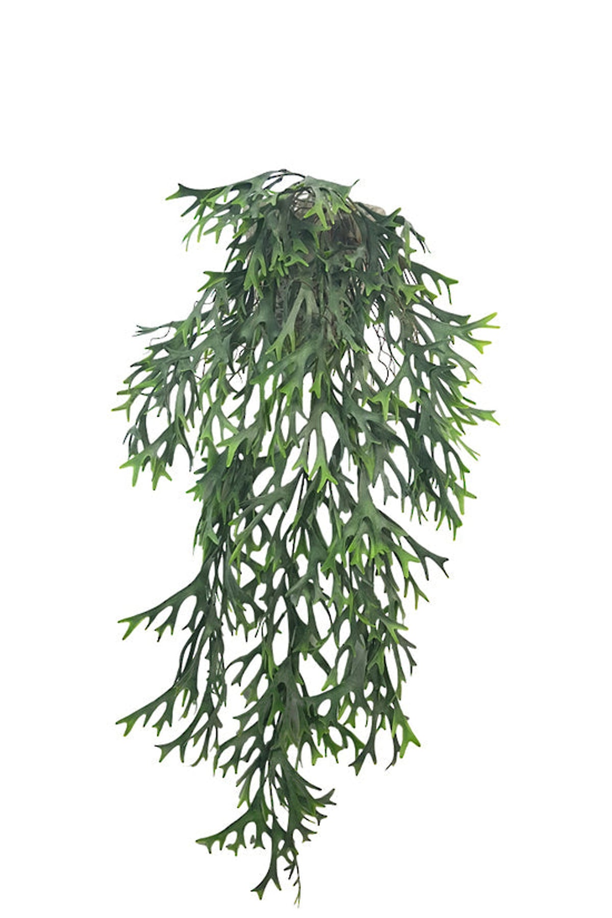 Faux hanging staghorn bush, 81cm, trailing green fronds on white
