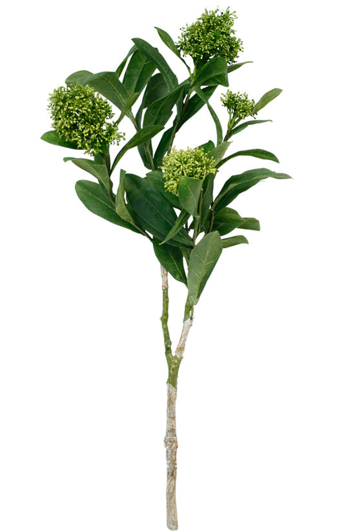 Faux skimmia spray with green leaves and clusters of green buds, on white