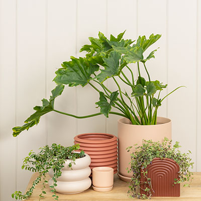 Oslo Ice White stoneware planters with drainage saucers arranged on a timber tabletop