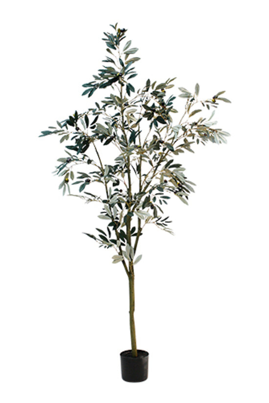 Olea Olive Tree Potted 180cm