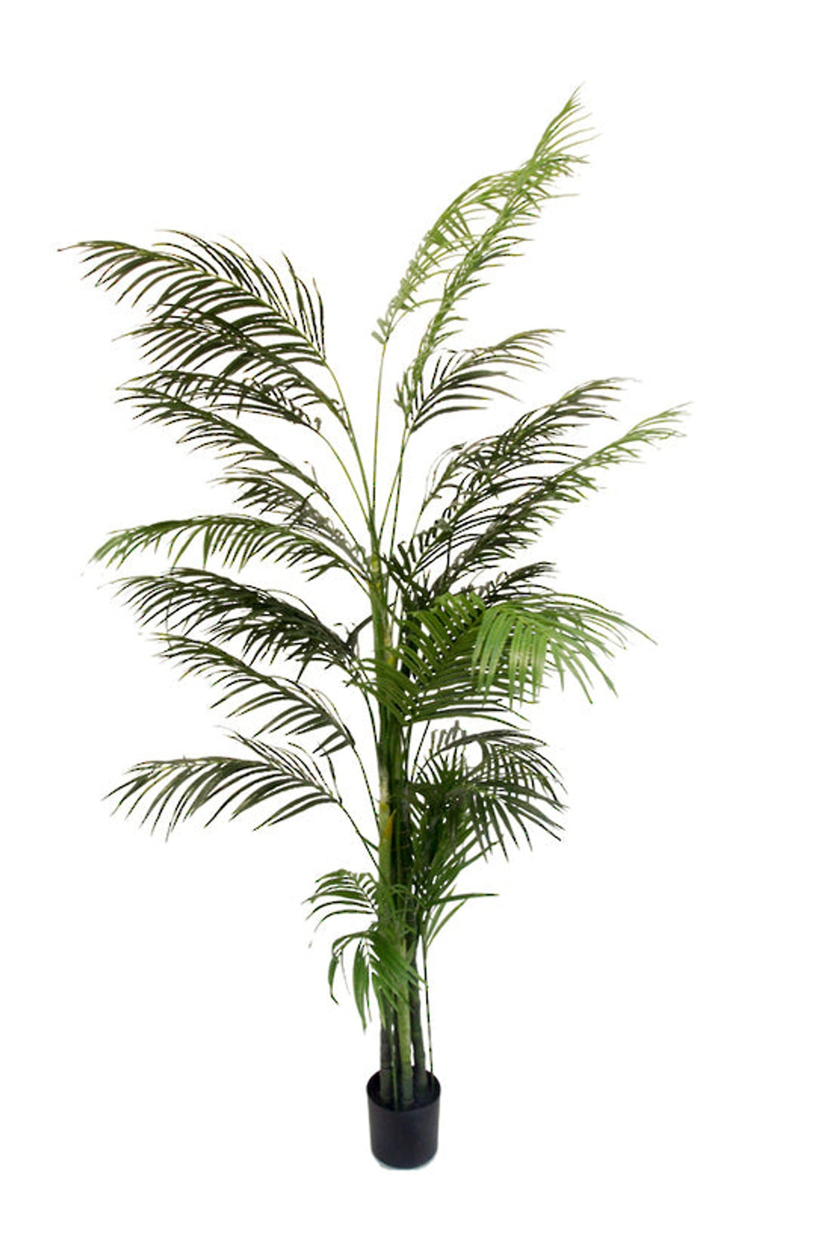 Potted Areca Palm 2.4m, extra tall slim palm with arching fronds in a black nursery pot, on white