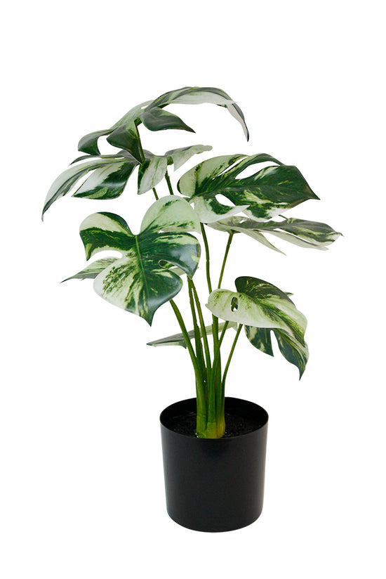 A green Monstera Variegata Potted 45cm by Artificial Flora plant in a black pot on a white background.