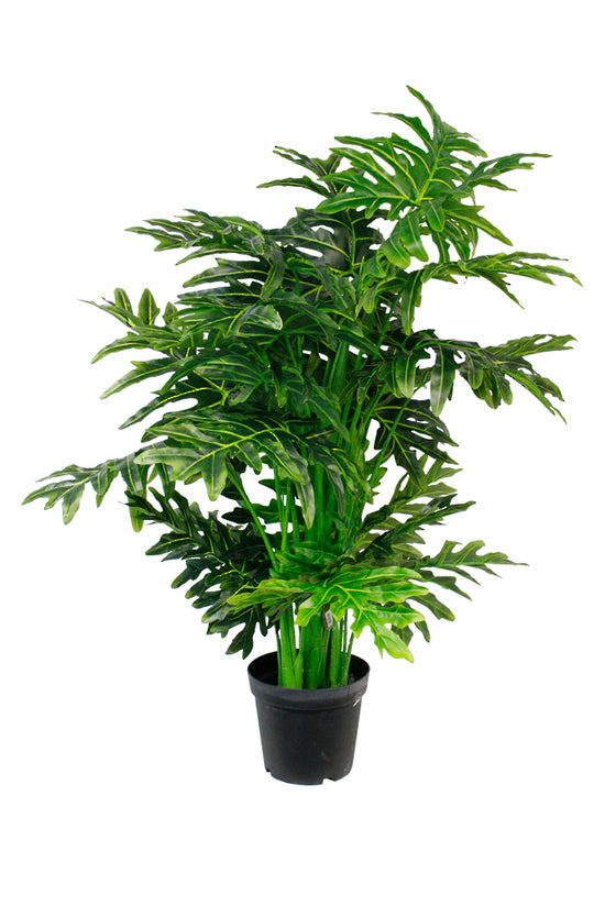 Hope Philodendron Tree Potted 145cm