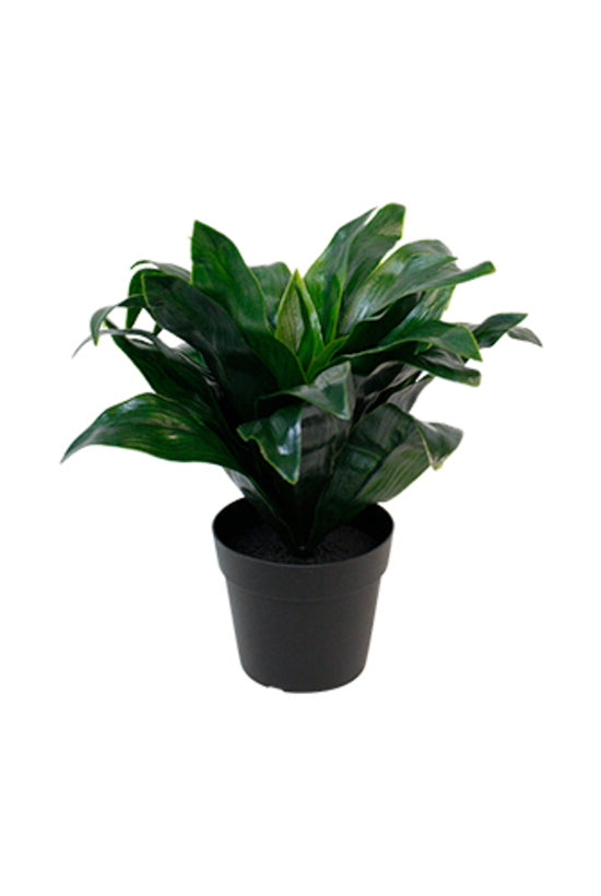 A Dracaena Compacta Potted plant from Artificial Flora in a black pot on a white background.