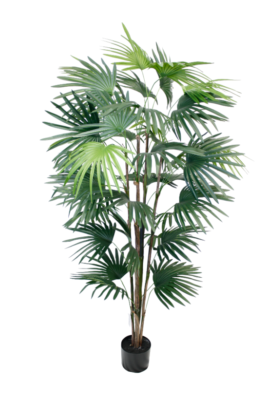 An Artificial Flora Fan Palm Potted 1.5m on a black background.