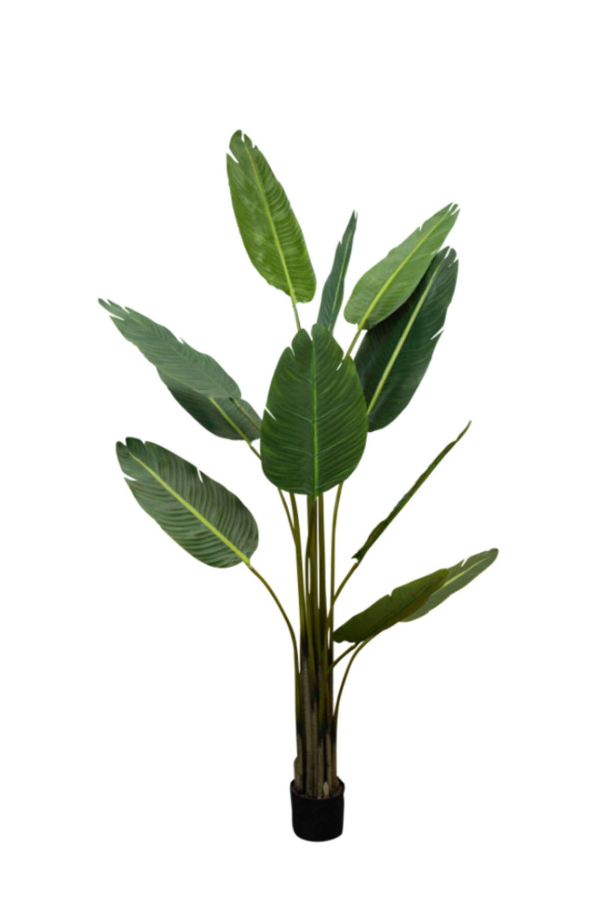 Faux Strelitzia nicolai, 1.8m, in a black pot on white