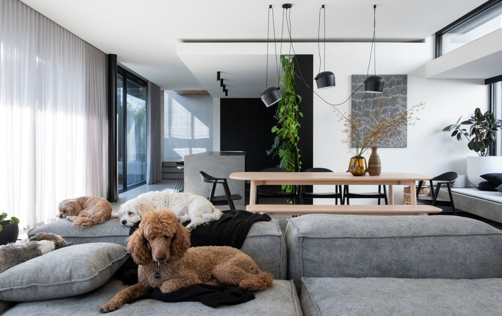 A Resident Dog Volume 2 | Nicole England book is laying on a couch in a modern living room.